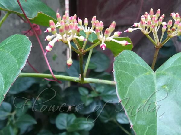 Entire-Leaf Wild Grape